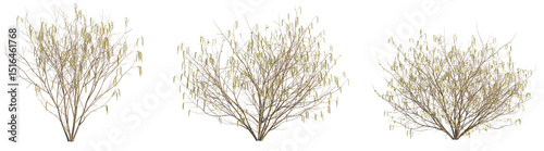 Bild auf Leinwand Corylus avellana Tree 4k cutout transparent background