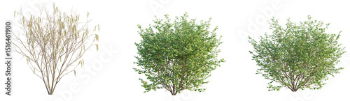 Foto Corylus avellana Tree 4k cutout transparent background