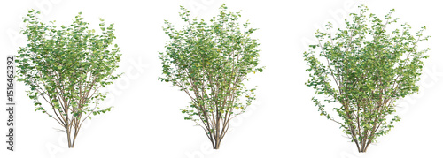 Corylus avellana Tree 4k cutout transparent background