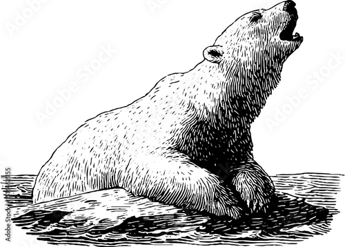 Engraved polar bear illustration on ice floe for wildlife conservation and educational design