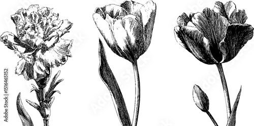 Engraved botanical illustration of rose, tulip, and carnation for vintage design