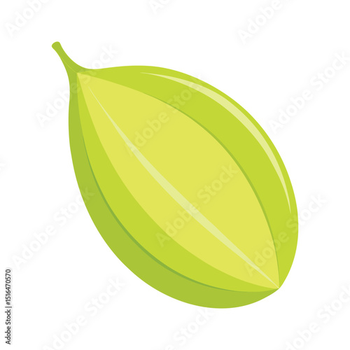 Green Cardamom Pod Vector on White Background 