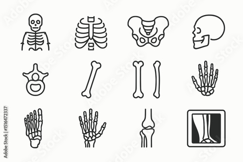 Human skeleton anatomy: skull, ribs, pelvis, spine, and limbs illustrated in line art