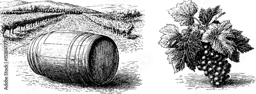 Engraved illustration of wine barrel and grapes in vineyard scene
