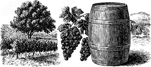 Vintage wine barrel and vineyard engraving with grapes for wine enthusiasts and decor
