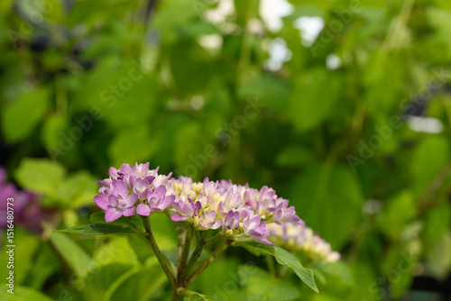 Fototapeta Naklejka Na Ścianę i Meble -  Light purple lacecap hydrangea flowers in early bloom