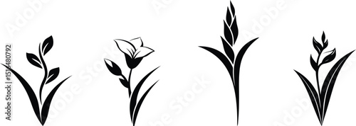 Vector Illustration of Gladiolus Flower Stalk

