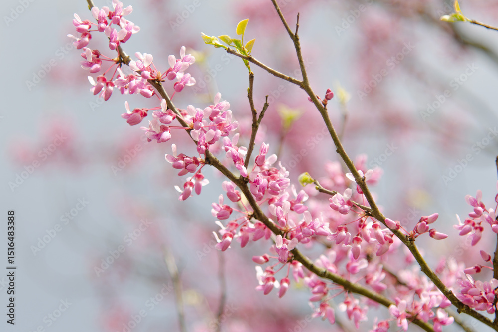 Obraz premium Beautiful pink flowers blooming on an eastern redbud tree branch in springtime, celebrating new life and the beauty of nature