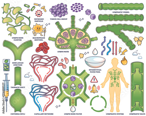 Lymphatic drainage collection shows lymph nodes, vessels, and human body diagram in medical outline style. Outline style collection