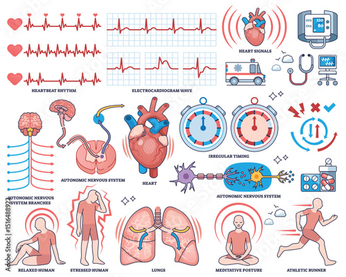 Heart rate variability collection shows heart, ECG waves, and autonomic nervous system in a clear outline style for health monitoring. Outline style collection