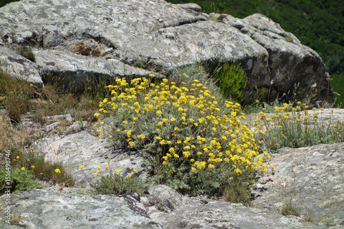 yellow yarrow flowers