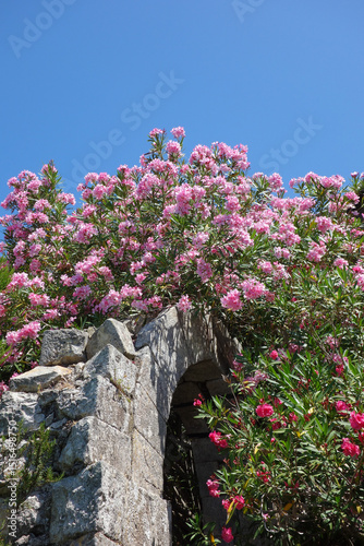 oleander pink flower scient. class. Nerium oleander