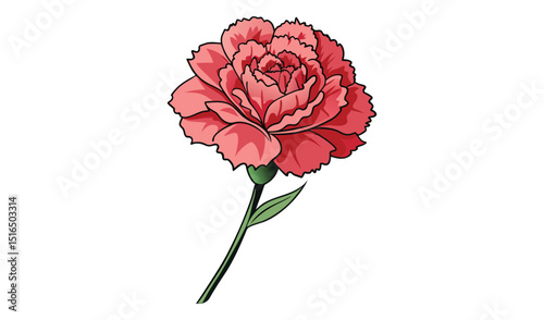 Pink carnation flower isolated on white background, botanical illustration
