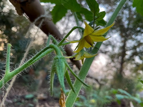 tomato plant with its yellow flowers, natural outdoor setting with a blurry sunrise visible.