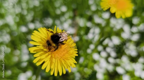 Bumblebee on Dandelion. Macro Shot of Pollination in Nature