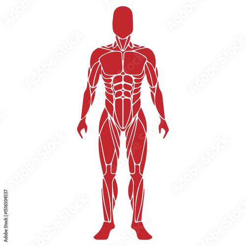 human anatomi icon