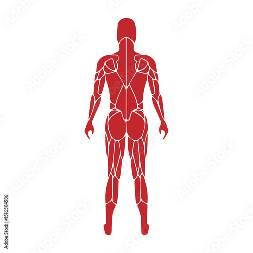 human anatomi icon