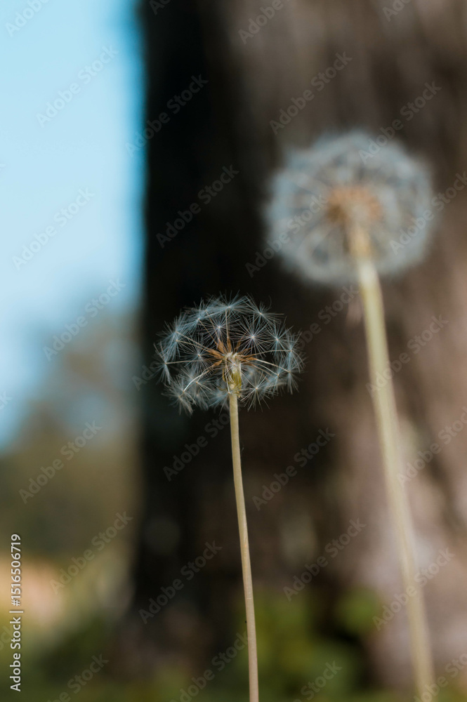 Fototapeta premium dandelion on a black background