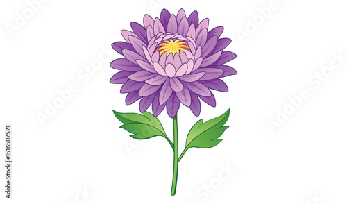 Purple aster flower with green leaves isolated on white background