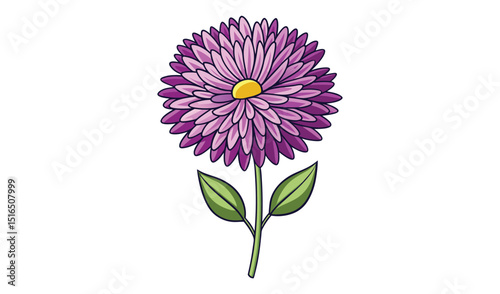 Purple aster flower with yellow center isolated on white background