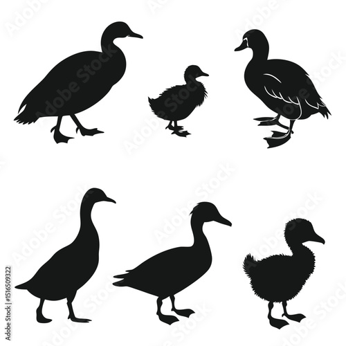 duck egg icon set of 6 silhouette icon vector on w (1).eps