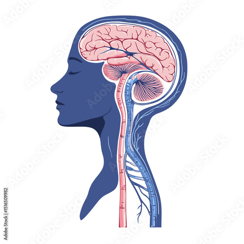 Blue Silhouette Profile of Human Head Revealing Pink Brain and Spinal Cord Anatomy on White Backdrop Artistic Rendition