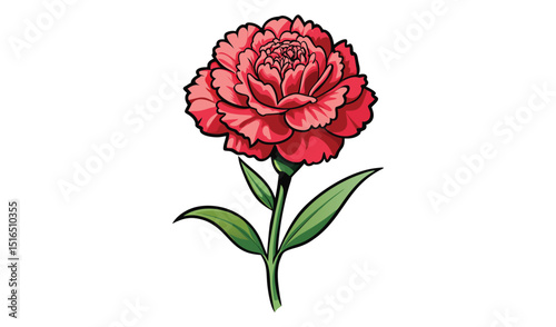 Red carnation flower isolated on white background, botanical illustration