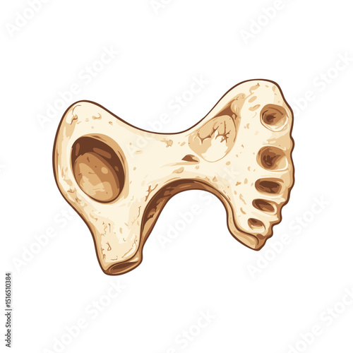 Detailed Anatomical Bone Illustration of an Skeletal Element with Beige Color and Hollow Structure on White Background Isolated