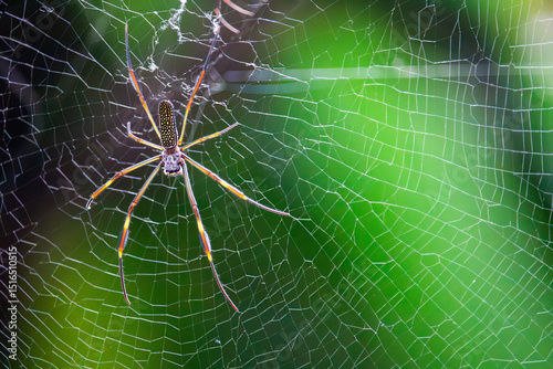 Aranha-de-teia-amarela (Trichonephila clavipes)