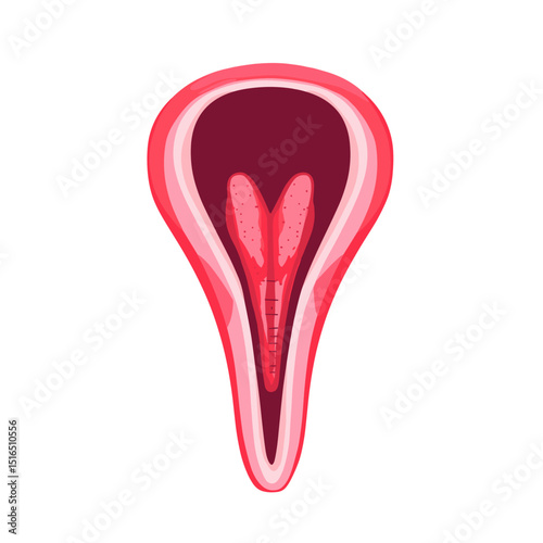 Detailed Anatomical Illustration of a Female Reproductive System Uterus on a White Background