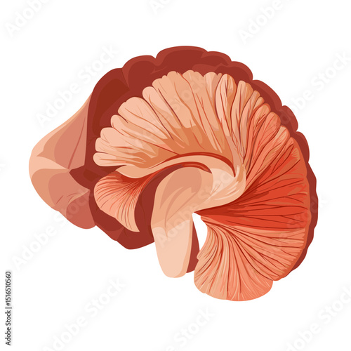 Detailed Anatomical Illustration of a Human Brain with Intricate Folds and Lobes in Shades of Red and Peach on a White Background