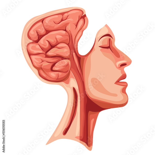 Detailed Anatomical Illustration of a Human Brain within a Cranial Profile With Neutral Colors