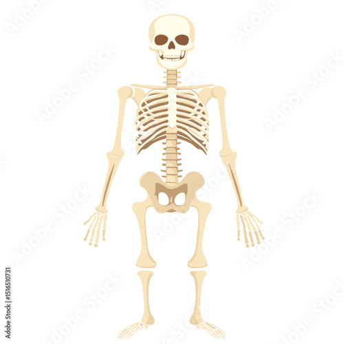 Detailed Anatomical Illustration of a Human Skeleton on White Background Depicting Bones and Skeletal Structure