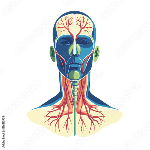 Detailed Anatomical Illustration of Head and Neck Vascular System in Blue and Red