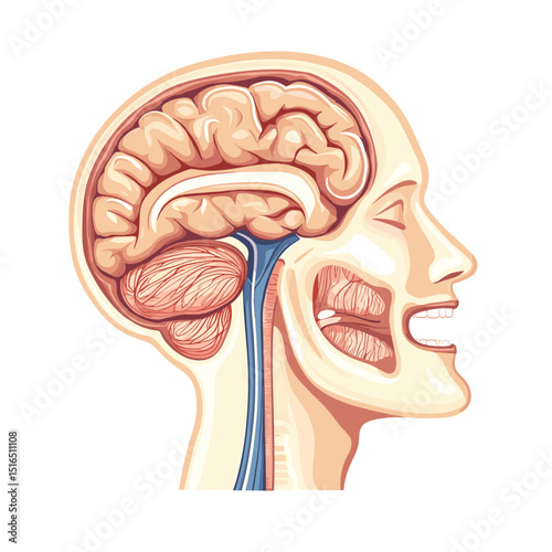 Detailed Anatomical Illustration of Human Brain in Head Cross Section Medical Diagram and Structure Labeled Vector Artwork Isolated on White Background