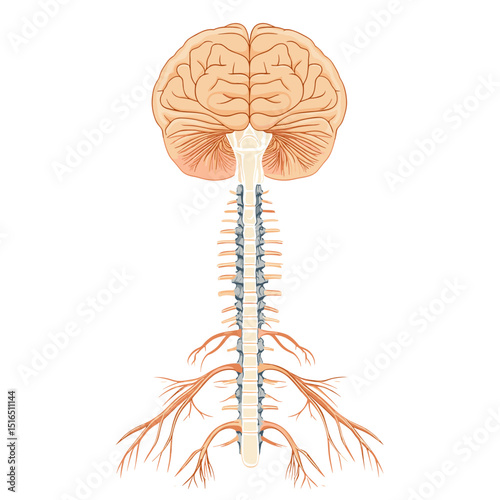 Detailed Anatomical Illustration of Human Brain Spine and Nervous System on a White Background