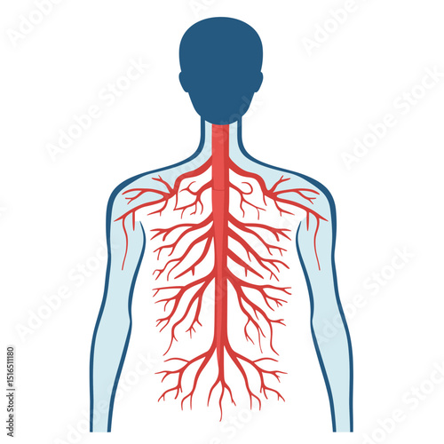 Detailed Anatomical Illustration of Human Circulatory System with Red Arteries Veins and Blue Silhouette Figure on White Background Health and Medical
