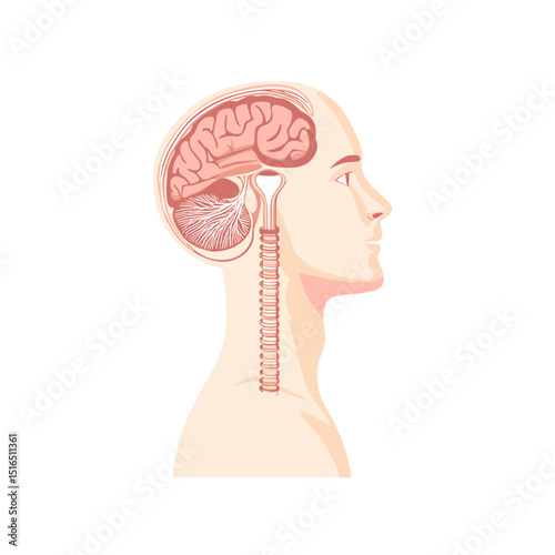 Detailed Anatomical Illustration of Human Head and Brain Structure Showing Medical Scientific Anatomy in White Background