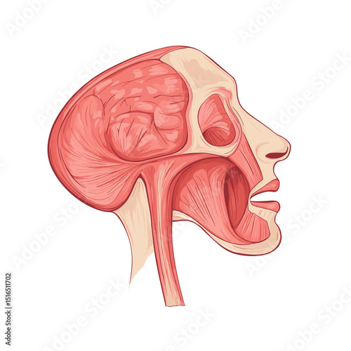Detailed Anatomical Illustration of Human Head Showing Brain and Internal Structure in Red and White