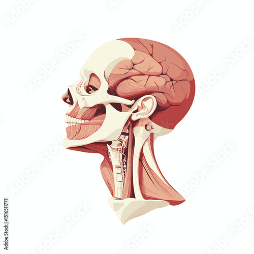 Detailed Anatomical Illustration of Human Head Skull and Muscles in Profile View on White Background