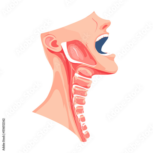 Detailed Anatomical Illustration of Human Throat and Neck Structure Featuring Esophagus Larynx and Vocal Cords On White Background