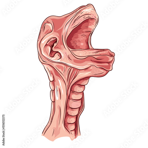 Detailed Anatomical Illustration of Human Throat Structure in Cross Section Featuring the Esophagus, Larynx and Other Internal Organs