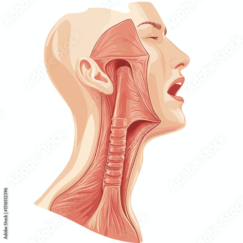Detailed Anatomical Illustration of Human Throat Neck and Head Showing Muscle Structure Internal Organs and Respiratory System on White Background