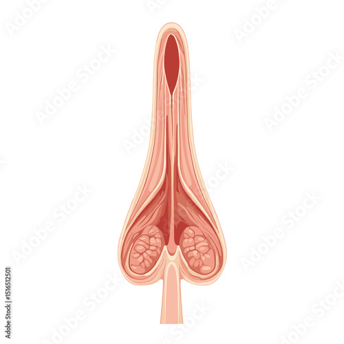 Detailed Anatomical Illustration of Internal Organ Structure in Cross Section with Cellular and Tissue Details