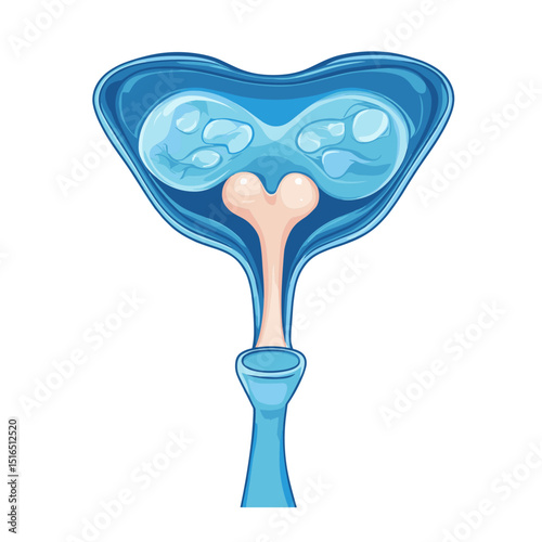 Detailed Anatomical Illustration of Internal Organ Structure in Blue and White Scientific Diagram