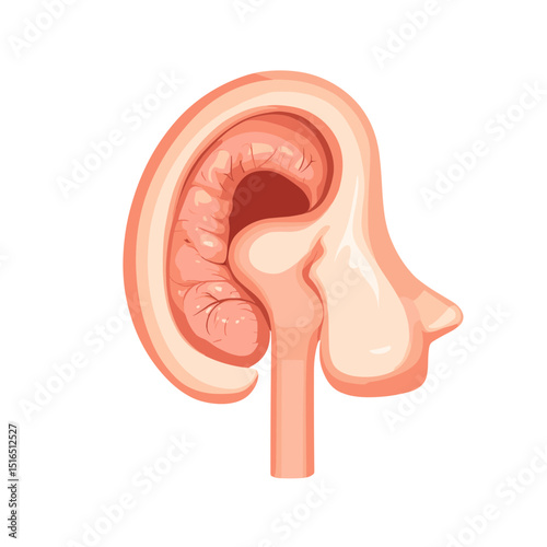 Detailed Anatomical Illustration of Kidney and Ureter on White Background in Light Pink Tones and Cross Sectional Medical Diagram