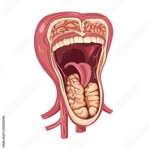 Detailed Anatomical Illustration of Open Human Mouth with Tongue and Throat Organs and Structures in Cross Section on White Background