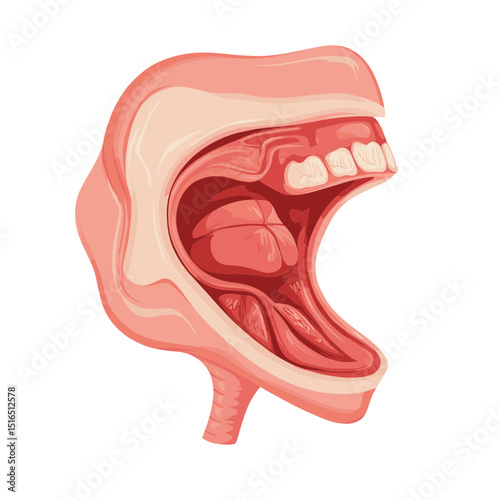 Detailed Anatomical Illustration of Open Human Mouth Cavity with Tongue Teeth and Throat in Light Pink and White