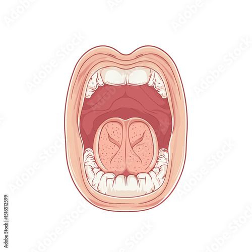 Detailed Anatomical Illustration of Open Mouth Featuring Tongue and Oral Cavity on White Background