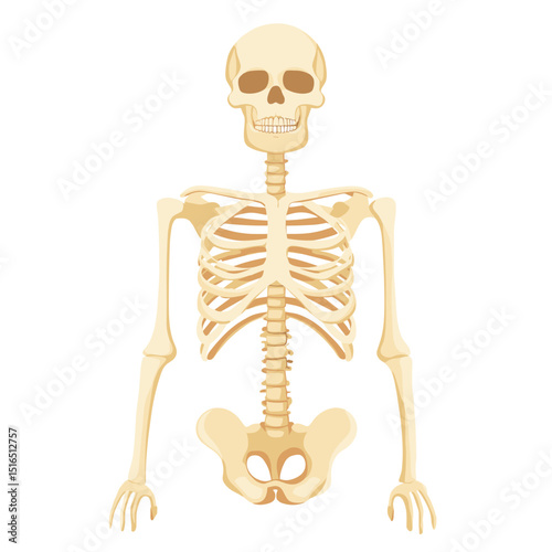 Anatomical Skeleton with Beige Bones on White Background Depicting Human Anatomy and Skeletal Structure for Educational or Medical Illustration